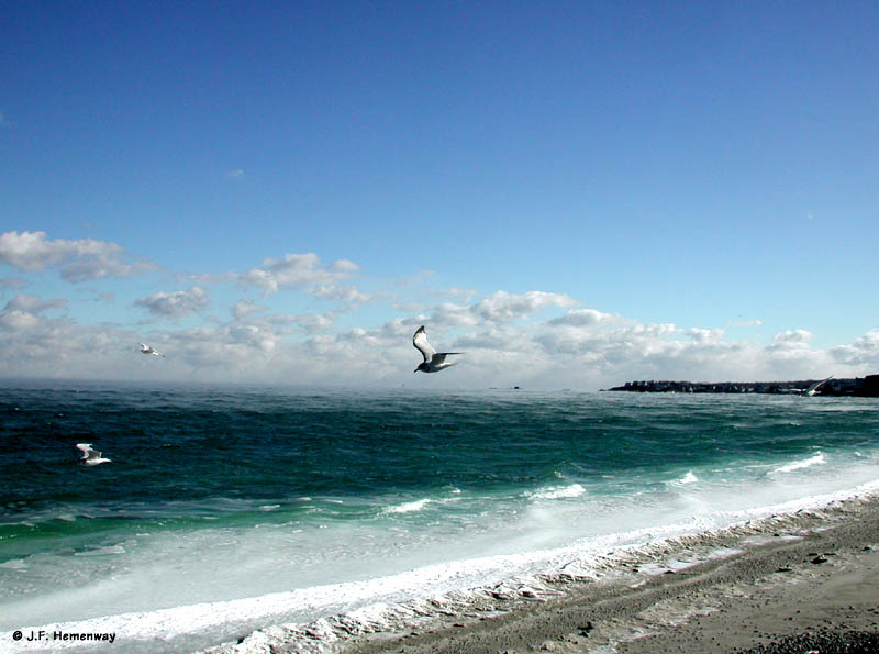 3-Gulls