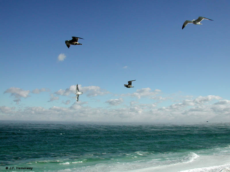 4-Gulls