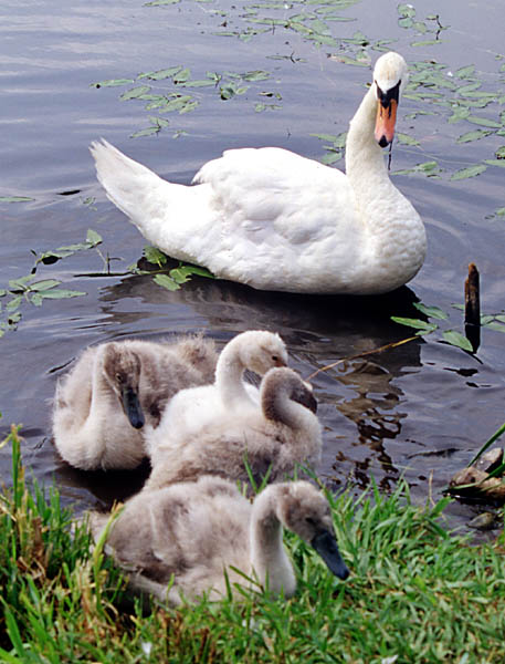 Mama&Signets