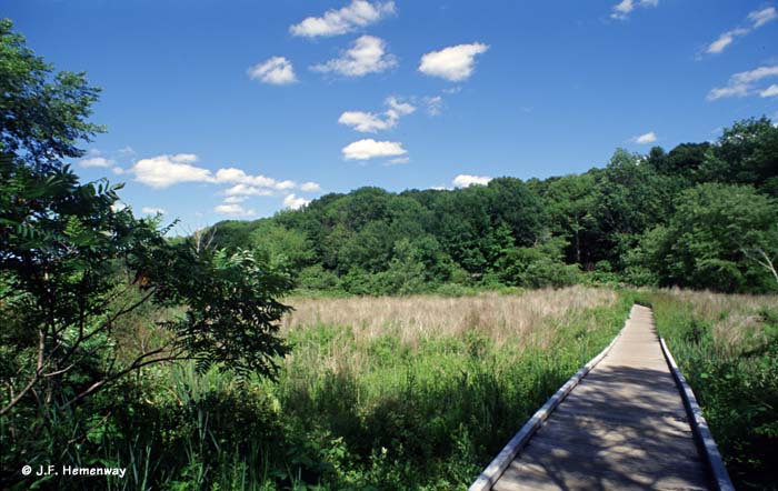 Elm_Brook_Marsh