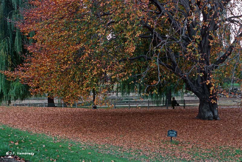 BostonPublicGarden-Jan78