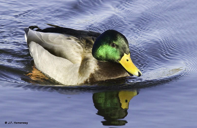 B-Mallard