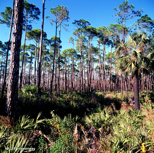 Florida-Pines