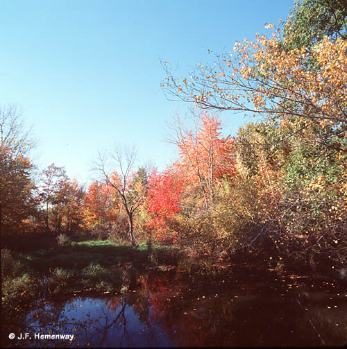 From-wooden-bridge