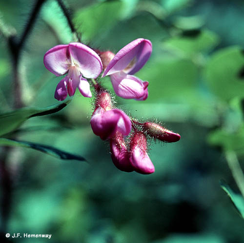 Little-pink