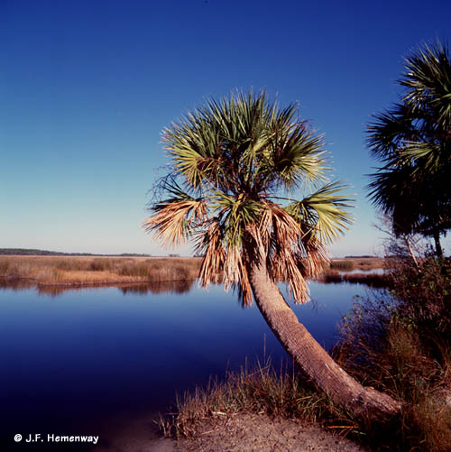 St_Mark's_palm