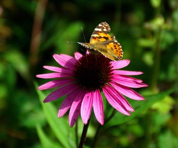 Yet another Painted Lady