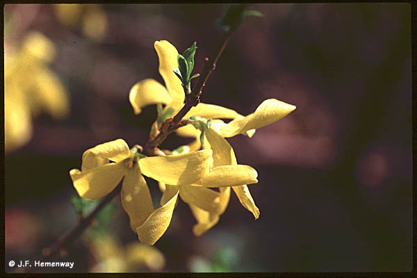 100Macro-Forsythia-Provia400F