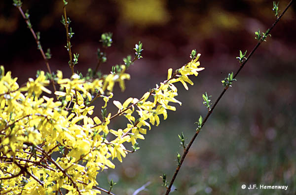 350-Forsythia-Provia100F