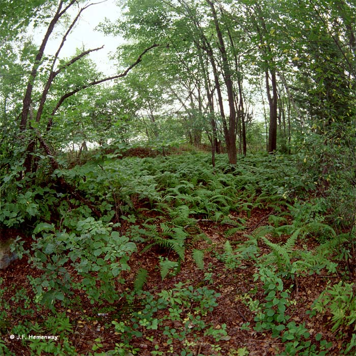 Ferns