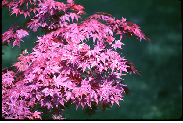 Pink Maple