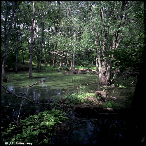 Swamp behind the Lagoon