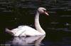 Swan at Horn Pond